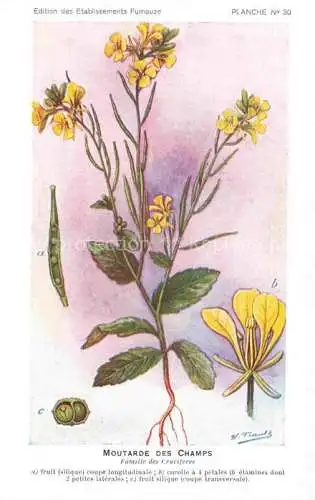 AK / Ansichtskarte Franz Horst Kuenstlerkarte Moutarde des Champs Saint Denis Paris Pharmacies 