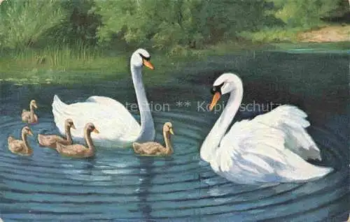 AK / Ansichtskarte Schwan Swan Cygne-- See Litho 