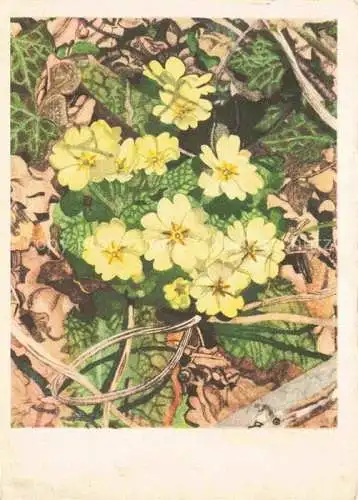 AK / Ansichtskarte HAINARD Robert Kuenstlerkarte Schluesselblumen Primule 