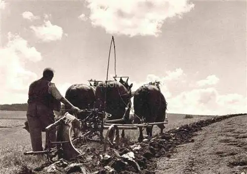 AK / Ansichtskarte Landwirtschaft F. Rindlisbacher Liebefeld Schweiz 