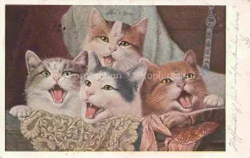 AK / Ansichtskarte KATZEN Cats Chats Gatos Gatti-- Weis 