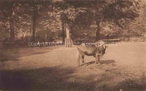 AK / Ansichtskarte Zoo Gardin Zoologique-- Anvers Jardin Dierentuin 