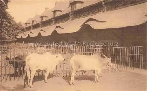 AK / Ansichtskarte Zoo Gardin Zoologique-- Antwerpen Dierentuin