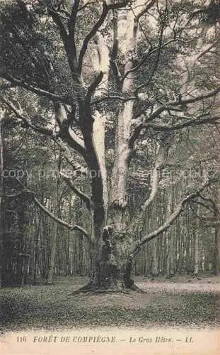 AK / Ansichtskarte Baeume Trees Arbres Arboles LL Nr. 116 Foret de Compiegne Le Gros Hetre