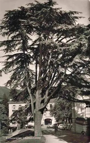 AK / Ansichtskarte Baeume Trees Arbres Arboles Badenweiler Libanon Ceder