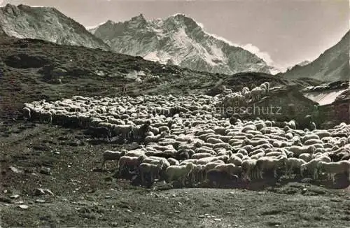 AK / Ansichtskarte Zinal VS Moutons aux alpages de Tracuit et le Weisshorn Schafherde Alpen