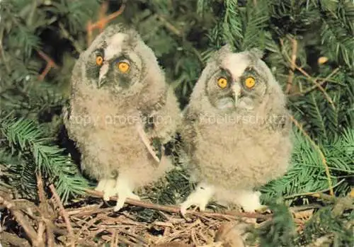 AK / Ansichtskarte Eule Owl Hibou Chouette-- Moyen Duc