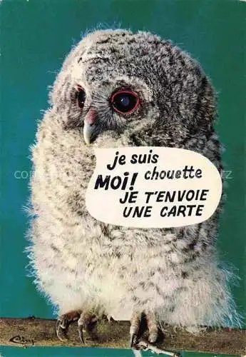 AK / Ansichtskarte Eule Owl Hibou Chouette-- Animaux Humoristique La Choutte