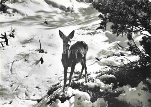 AK / Ansichtskarte Rehe Roe Deer Chevreuil Corzo-- 