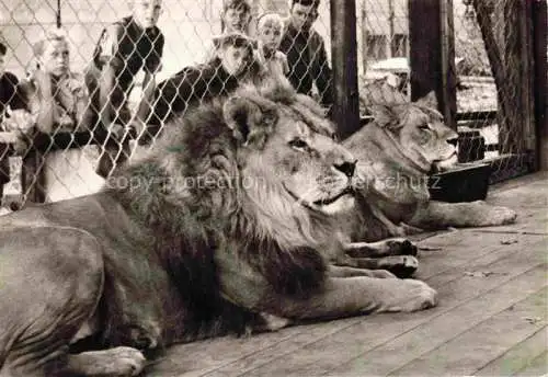 AK / Ansichtskarte Loewen Lion-- Wilhelma Stuttgart Bad Connstatt 