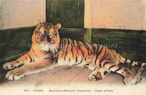 AK / Ansichtskarte Tiger  Tigre-- Paris 