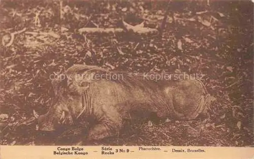 AK / Ansichtskarte Wildschwein Wild Boar Sanglier Jabali Cinghiale-- Congo Belge Bruxelles Phacochere 