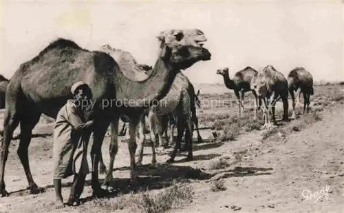 AK / Ansichtskarte Kamele  Camel Chameau-- Tunisie Kasbah 