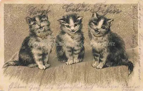 AK / Ansichtskarte KATZEN Cats Chats Gatos Gatti-- Bern Schweiz 