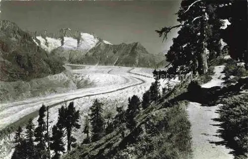 AK / Ansichtskarte Aletschwald Rhone VS am Grossen Aletschgletscher