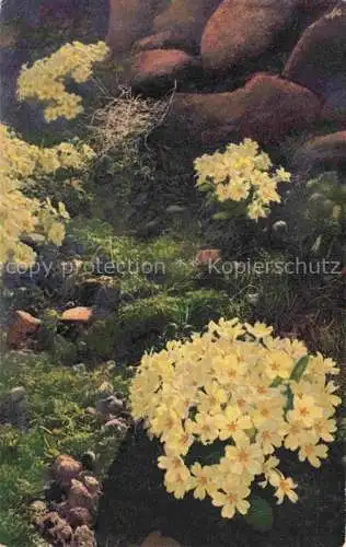 AK / Ansichtskarte Photochromie Verlag Photochromie Nr. 1190 Serie 545 Prinula aeaulis 