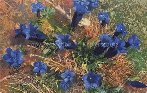 AK / Ansichtskarte Photochromie Verlag Photochromie Nr. 1188 Serie 545 Gentiana verna acaulis 