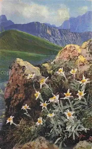 AK / Ansichtskarte Photochromie Verlag Photochromie Nr. 1184 Serie 545 Leontopodium alpinum