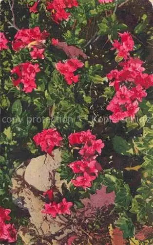 AK / Ansichtskarte Photochromie Verlag Photochromie Nr. 1187 Serie 545 Rhododendron hirsutum 