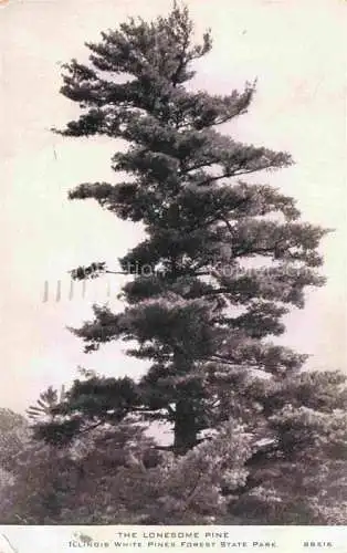 AK / Ansichtskarte Trees Baeume Arbres Arboles the lonesome pine