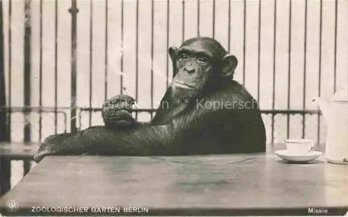 AK / Ansichtskarte BERLIN Zoologischer Garten Affe