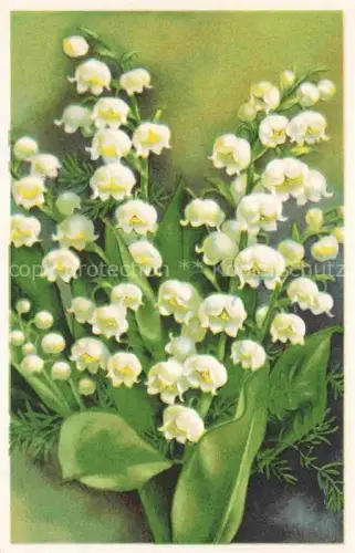 AK / Ansichtskarte Maigloeckchen Lily of the Valley Muguet Mughetto-- 