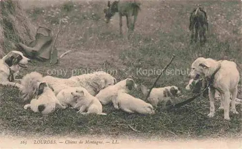 AK / Ansichtskarte HUNDE dogs chiens-- lourdes Chins de Montagne