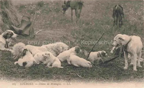 AK / Ansichtskarte HUNDE dogs chiens-- lourdes Chins de Montagne