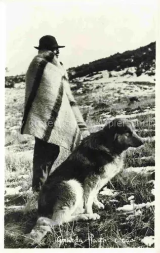 AK / Ansichtskarte HUNDE dogs chiens-- Schaeferhund 