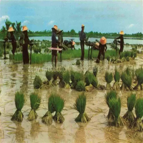 AK / Ansichtskarte Nakorn-Chaisiri Thailand Uproot rice sendings