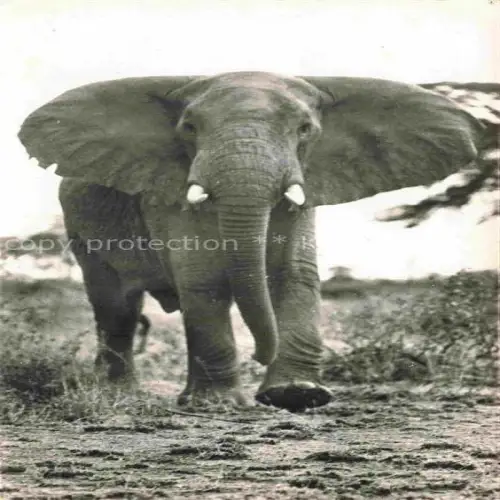 AK / Ansichtskarte Elefant Faune Africaine 