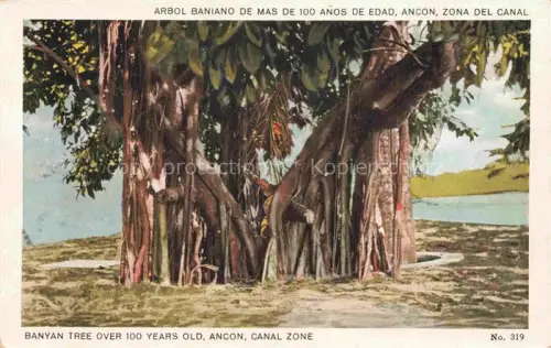 AK / Ansichtskarte Trees Baeume Arbres Arboles Banyan Tree over 100 Yers old Ancon Canal Zone 