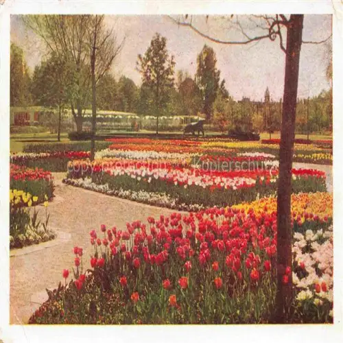 AK / Ansichtskarte BUGA Bundesgartenschau Hannover Blumenschau Rossenkaffe