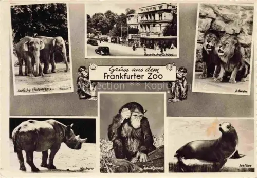 AK / Ansichtskarte Zoo Gardin Zoologique-- Frankfurt Loewe Schimpanse Nashorn Elefant Seeloewe