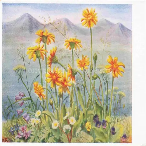 AK / Ansichtskarte RITTER M. Kuenstlerlitho Wiesen Blumen