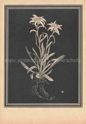 AK / Ansichtskarte WEIss J. Kuenstlerkarte Edelweiss