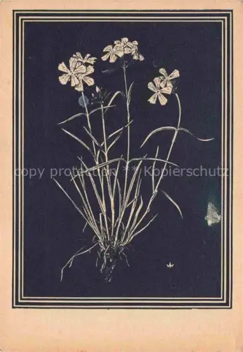 AK / Ansichtskarte WEIss J. Kuenstlerkarte Karthaeuser Nelke