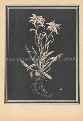 AK / Ansichtskarte WEIss J. Kuenstlerkarte Edelweis 