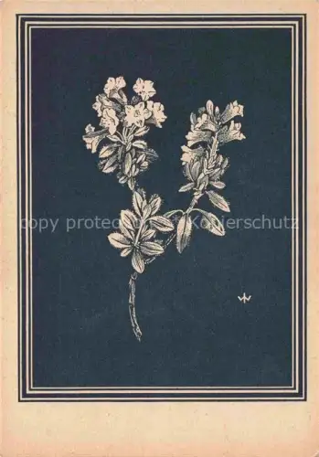 AK / Ansichtskarte WEIss J. Kuenstlerkarte Behaarte Alpenrose
