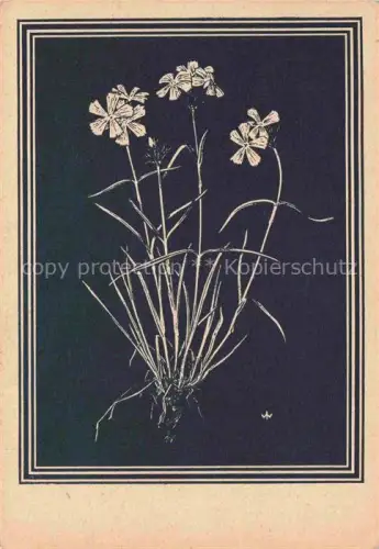 AK / Ansichtskarte WEIss J. Kuenstlerkarte Karthaeuser Nelke