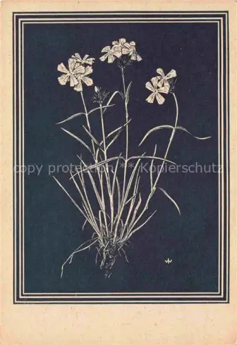 AK / Ansichtskarte WEIss J. Kuenstlerkarte Karthaeuser Nelke