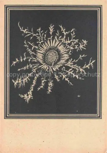 AK / Ansichtskarte WEIss J. Kuenstlerkarte Silberdistel