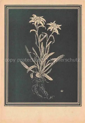 AK / Ansichtskarte WEIss J. Kuenstlerkarte Edelweis