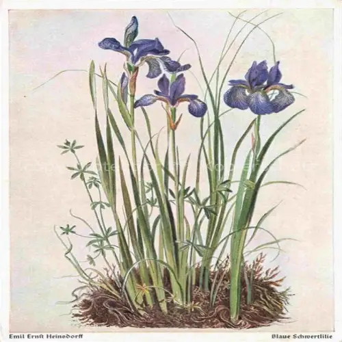 AK / Ansichtskarte HEINSDORFFf Emil Ernst Kuenstlerkarte Blaue Schwertlilie 