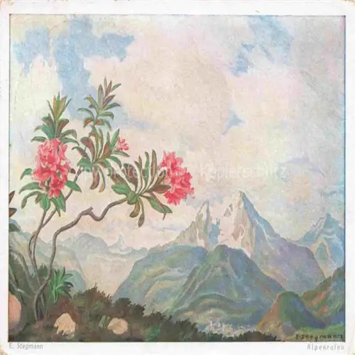 AK / Ansichtskarte STEGMANN Arnulf Erich  Kuenstlerkarte Alpenrose Berchtesgadener land