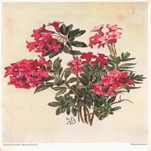 AK / Ansichtskarte HEINSDORFFf Emil Ernst Kuenstlerkarte Alpenrosen