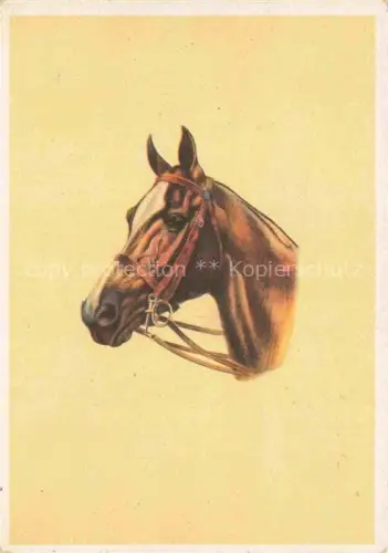 AK / Ansichtskarte PFERDE Horses Cheval Portraet 