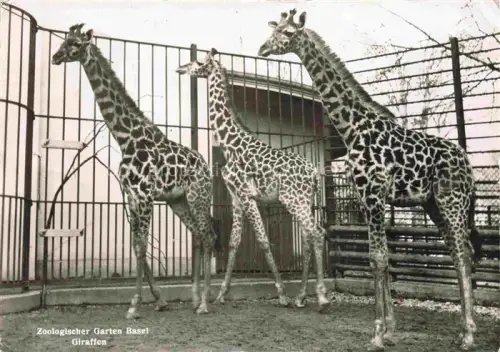 AK / Ansichtskarte Zoo Gardin Zoologique-- Basel Giraffe