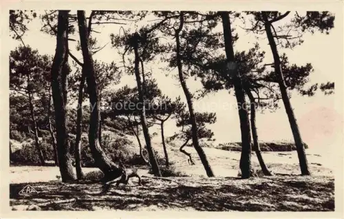 AK / Ansichtskarte ST-PALAIS-SUR-MER 17 Charente-Maritime Sous-bois aux Pierrières