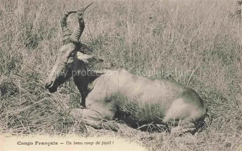 AK / Ansichtskarte TIERE Animals Animaux Animales Animali-- Congo Francais Peres St. Esprit